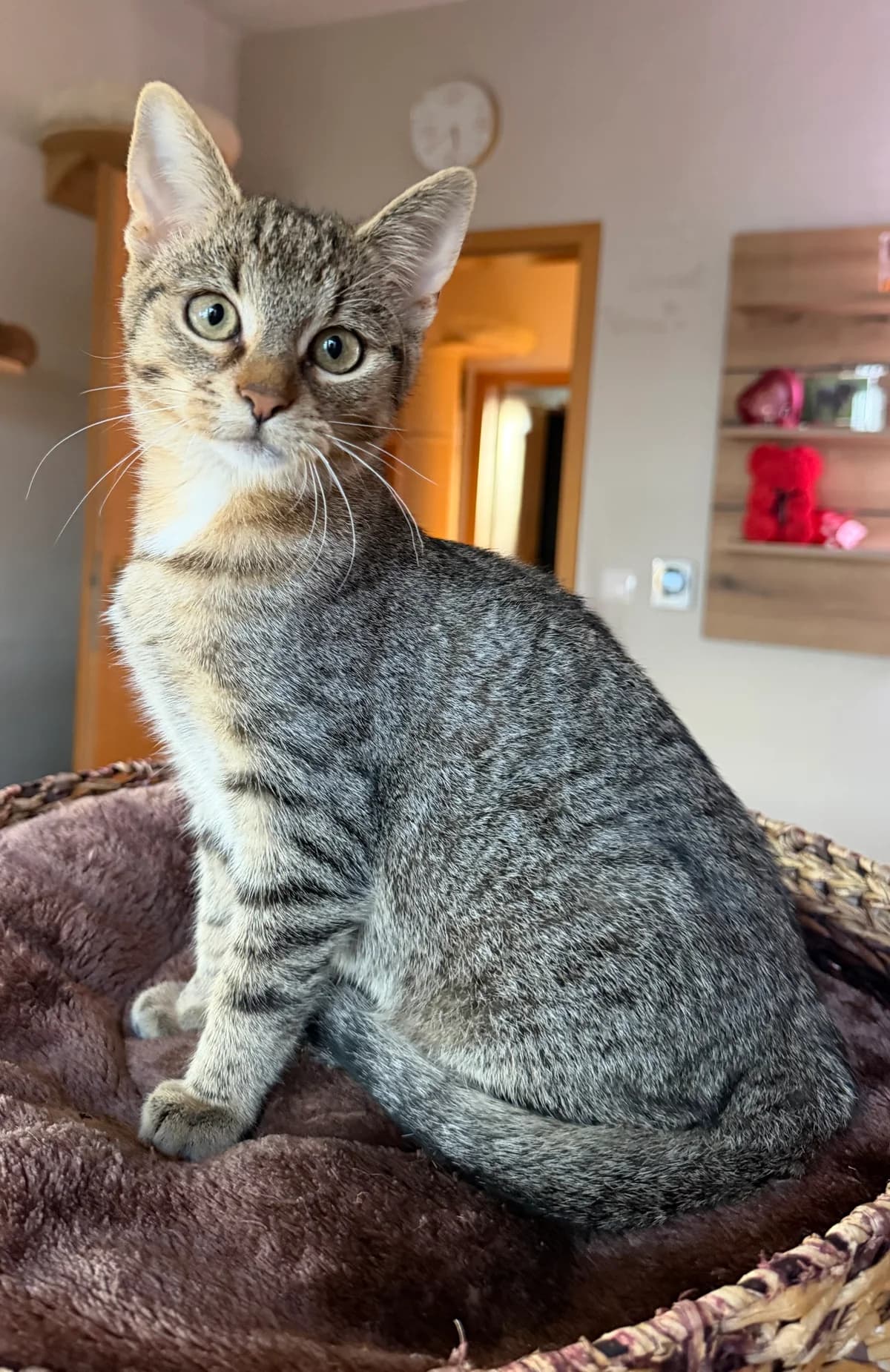 Olli, male puppy European Shorthair for adoption at Tierheim Weiden