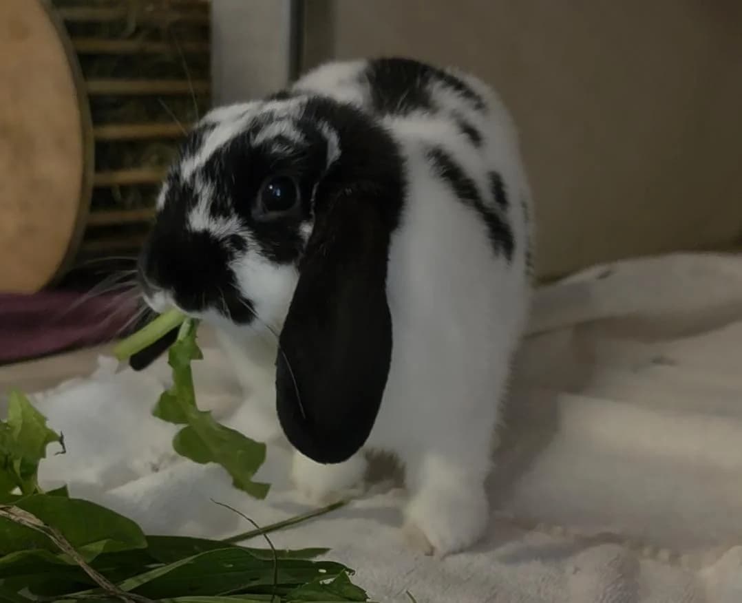 Milkaaktiv, Mixed Breed for adoption at Tierheim Werdenfels