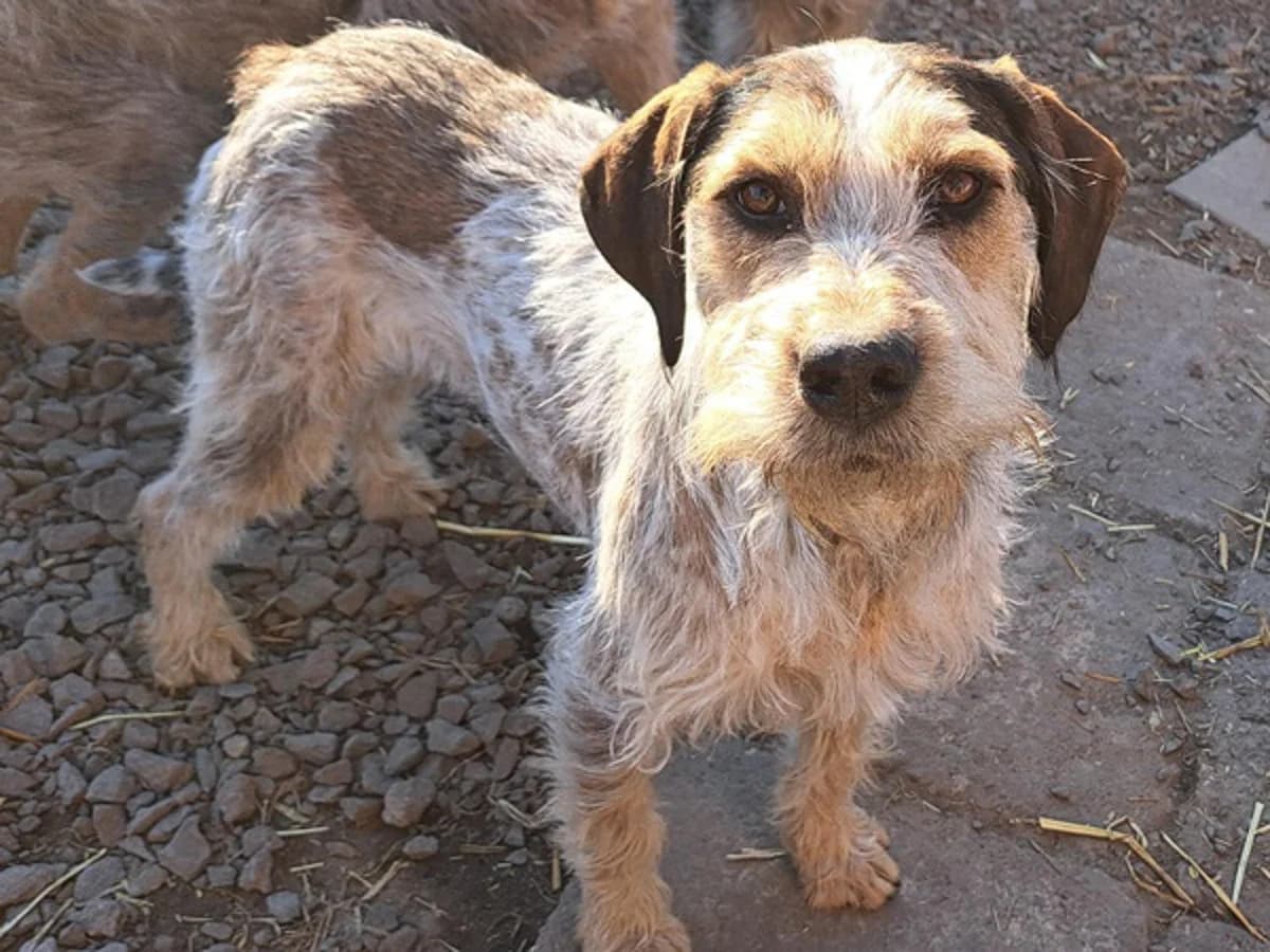 Aisalieb, Mixed Breed for adoption at Tierheim Werdenfels