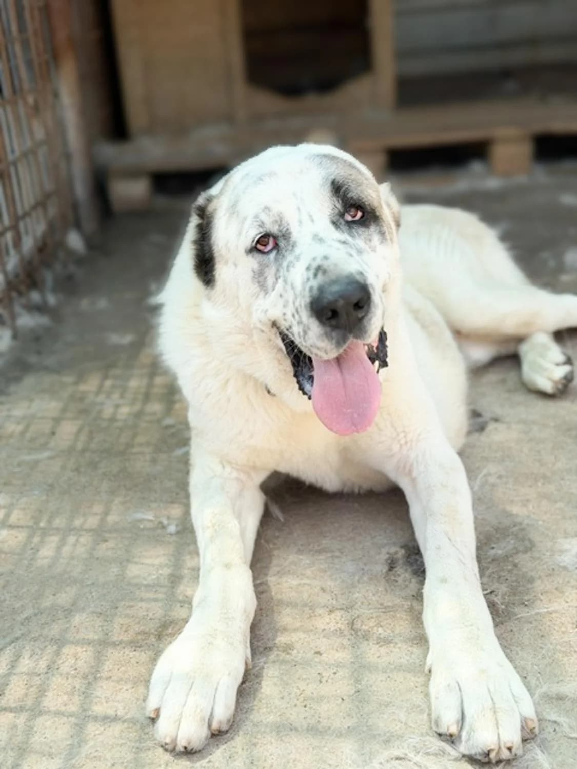 Alverschmust, Mixed Breed for adoption at Tierheim Werdenfels