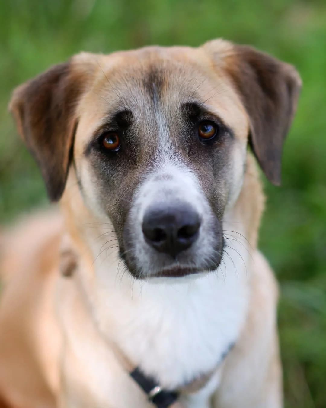 Alvafreundlich, Mixed Breed for adoption at Tierheim Werdenfels