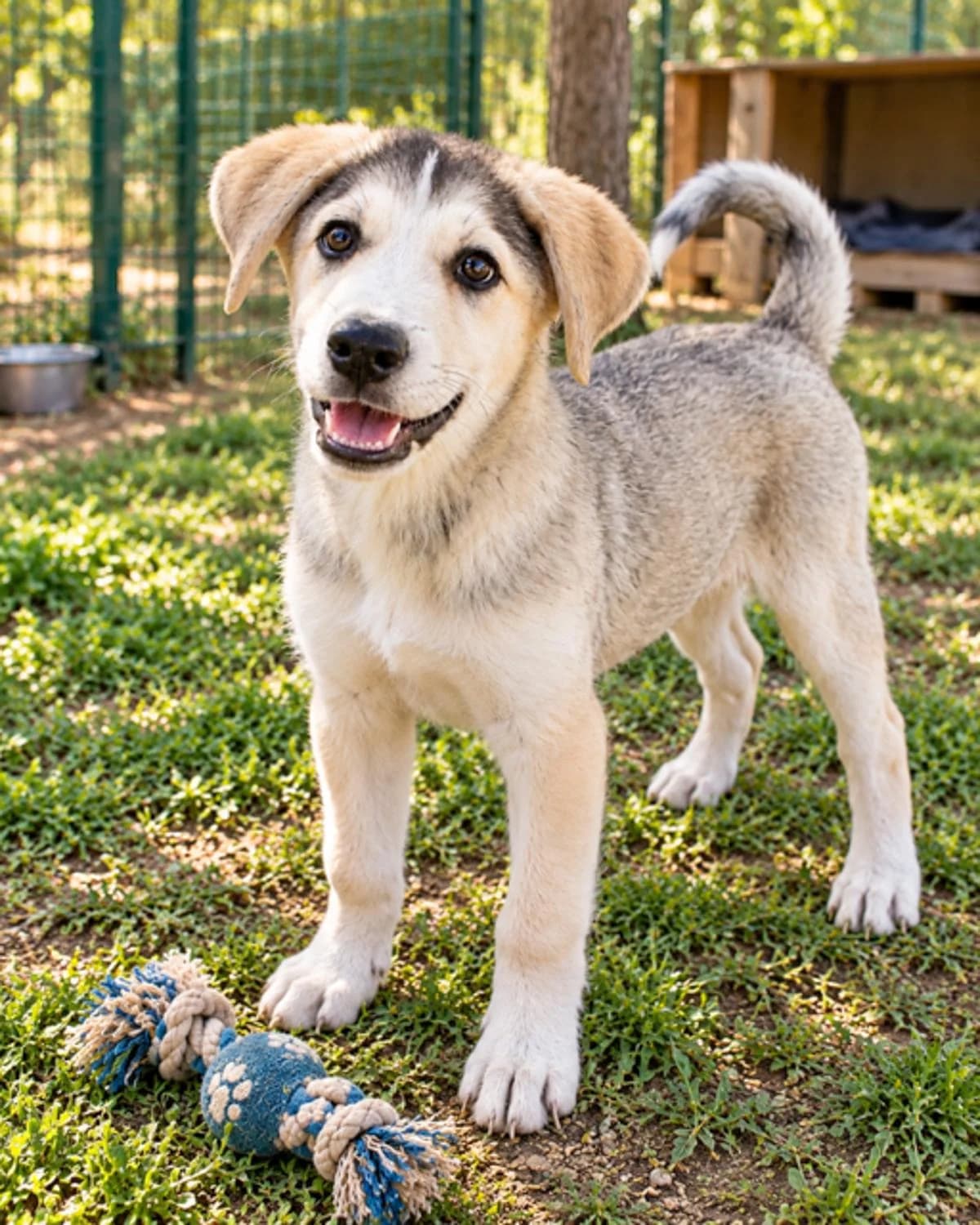 Alvinfröhlicher, Mixed Breed for adoption at Tierheim Werdenfels