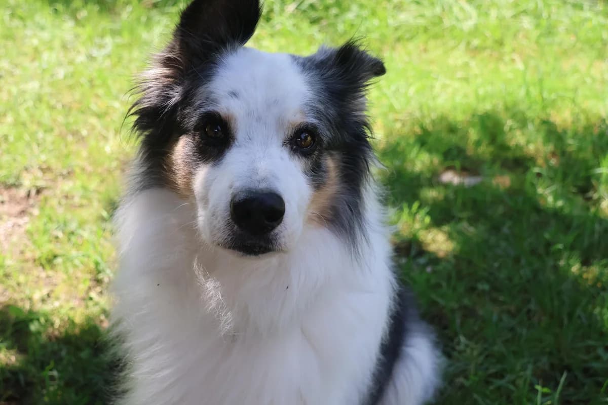 Vitofitter, Mixed Breed for adoption at Tierheim Werdenfels