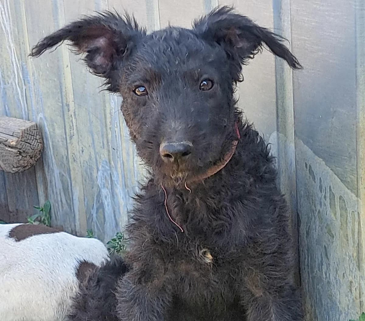 Barkafröhlich, Mixed Breed for adoption at Tierheim Werdenfels