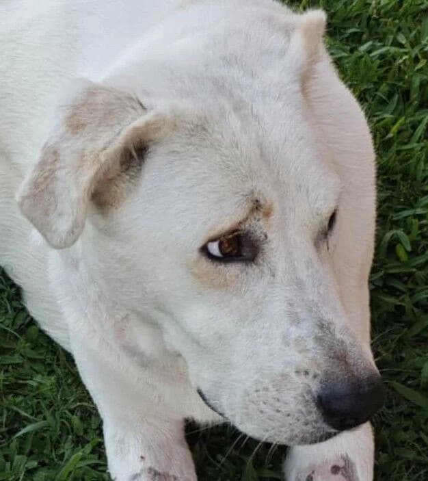 Benefreundlich, Mixed Breed for adoption at Tierheim Werdenfels