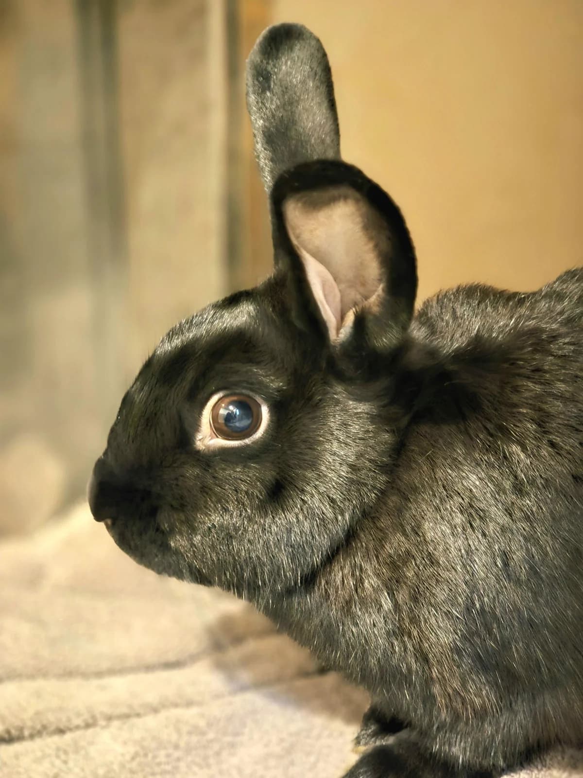 Bonnnivom, Mixed Breed for adoption at Tierheim Werdenfels