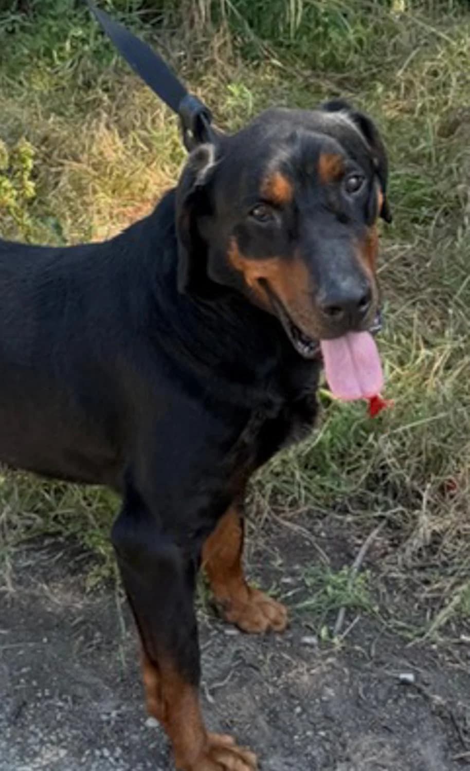 Bonolieb, Mixed Breed for adoption at Tierheim Werdenfels
