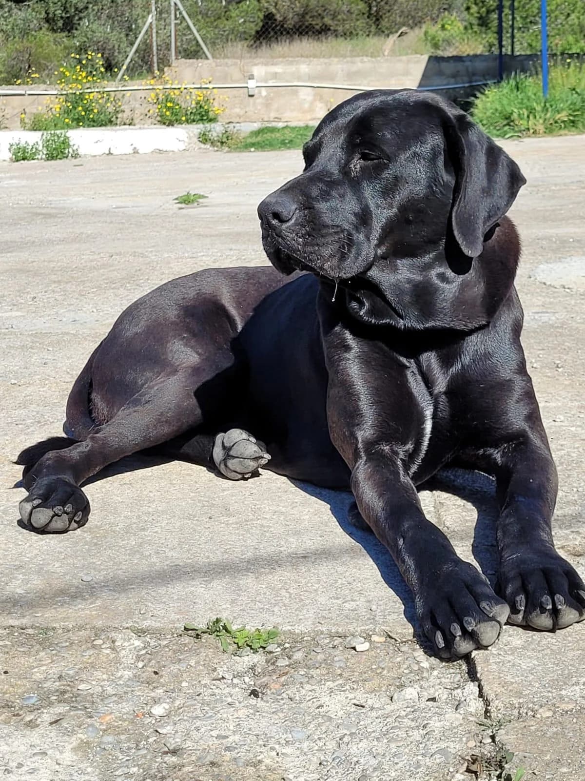Carlosaufgeschlossener, Mixed Breed for adoption at Tierheim Werdenfels