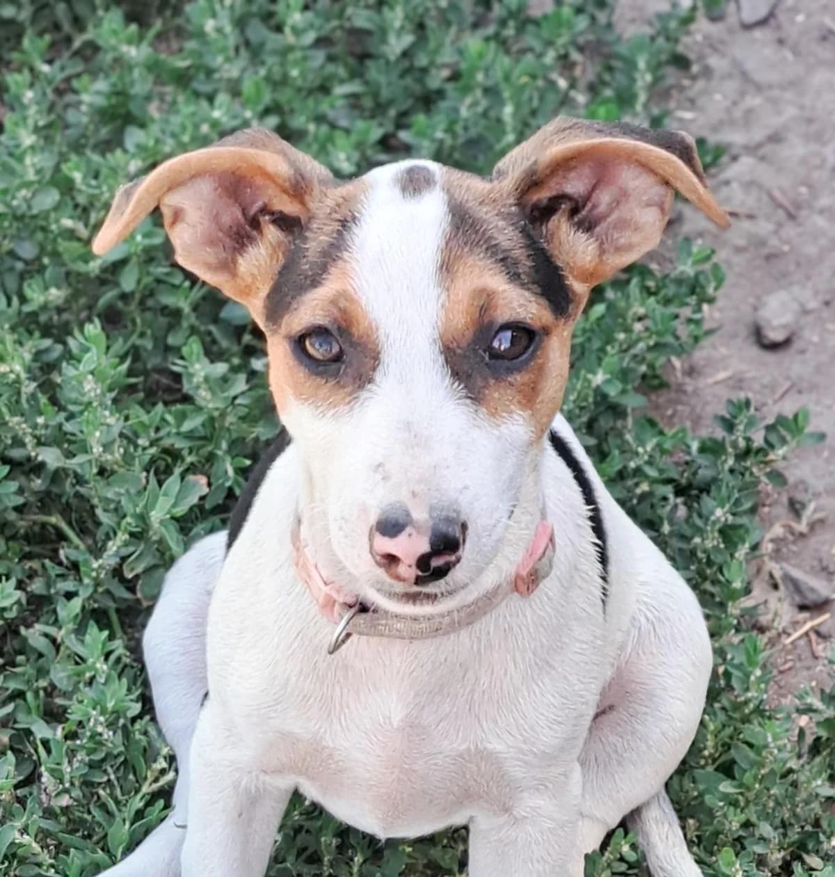 Carmenwelpentypisch, Mixed Breed for adoption at Tierheim Werdenfels