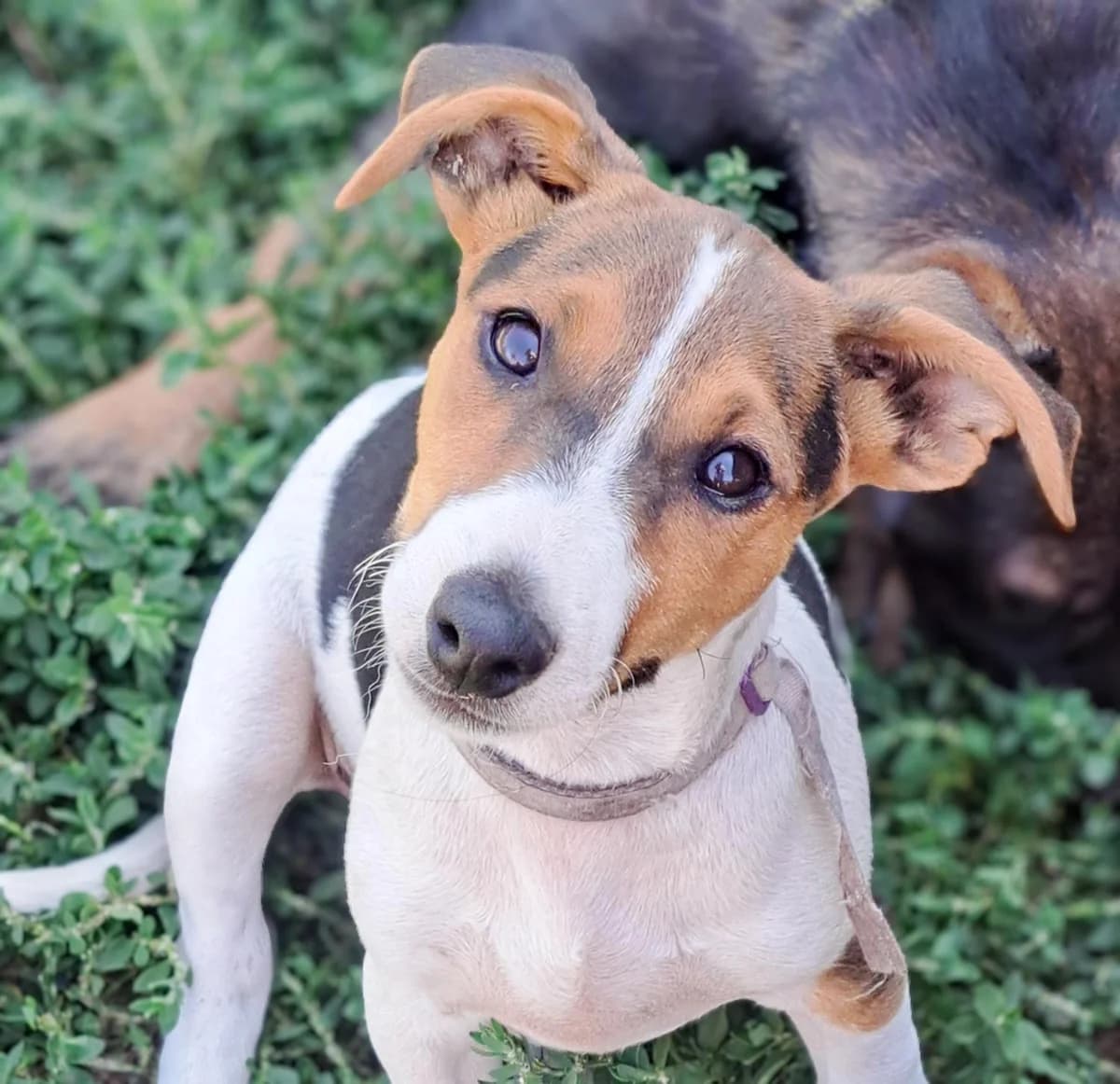 Chesterverspielter, Mixed Breed for adoption at Tierheim Werdenfels