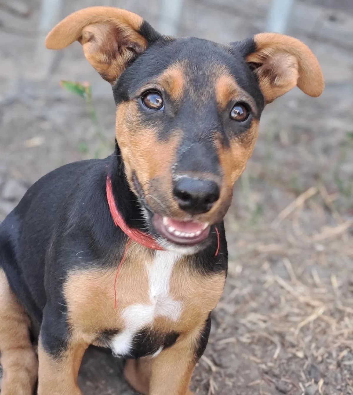 Cleoverspielter, Mixed Breed for adoption at Tierheim Werdenfels