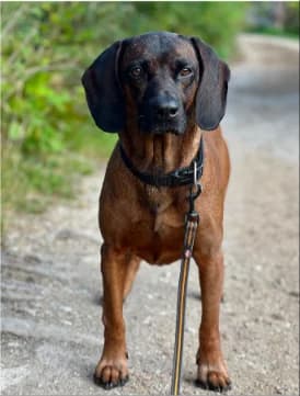 Cloudfreundlicher, Mixed Breed for adoption at Tierheim Werdenfels