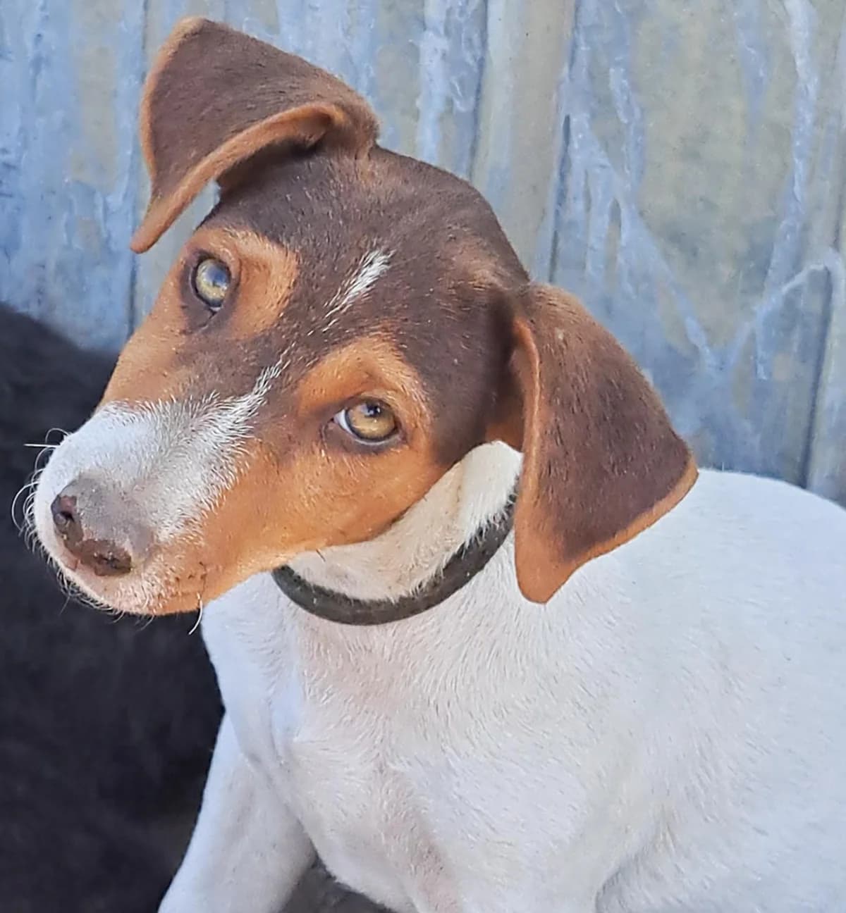 Cooperverspielter, Mixed Breed for adoption at Tierheim Werdenfels