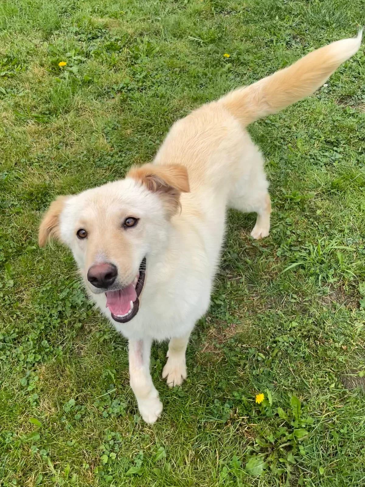 Ellyverschmust, Mixed Breed for adoption at Tierheim Werdenfels