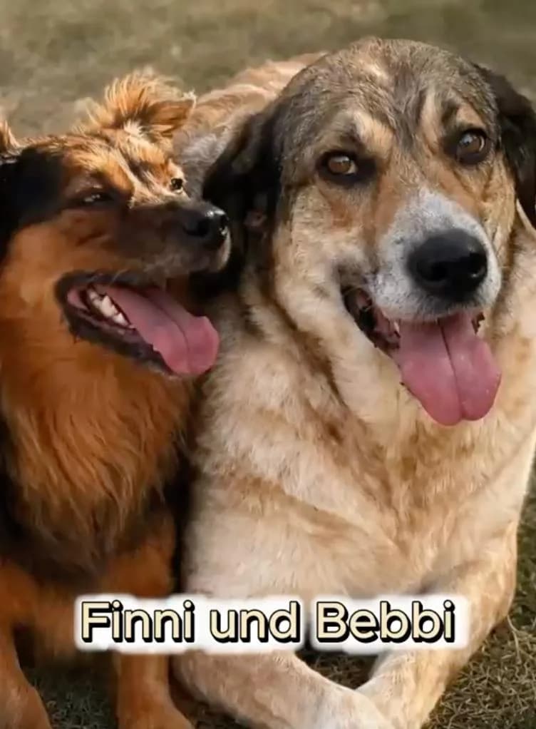 Fini, Mixed Breed for adoption at Tierheim Werdenfels