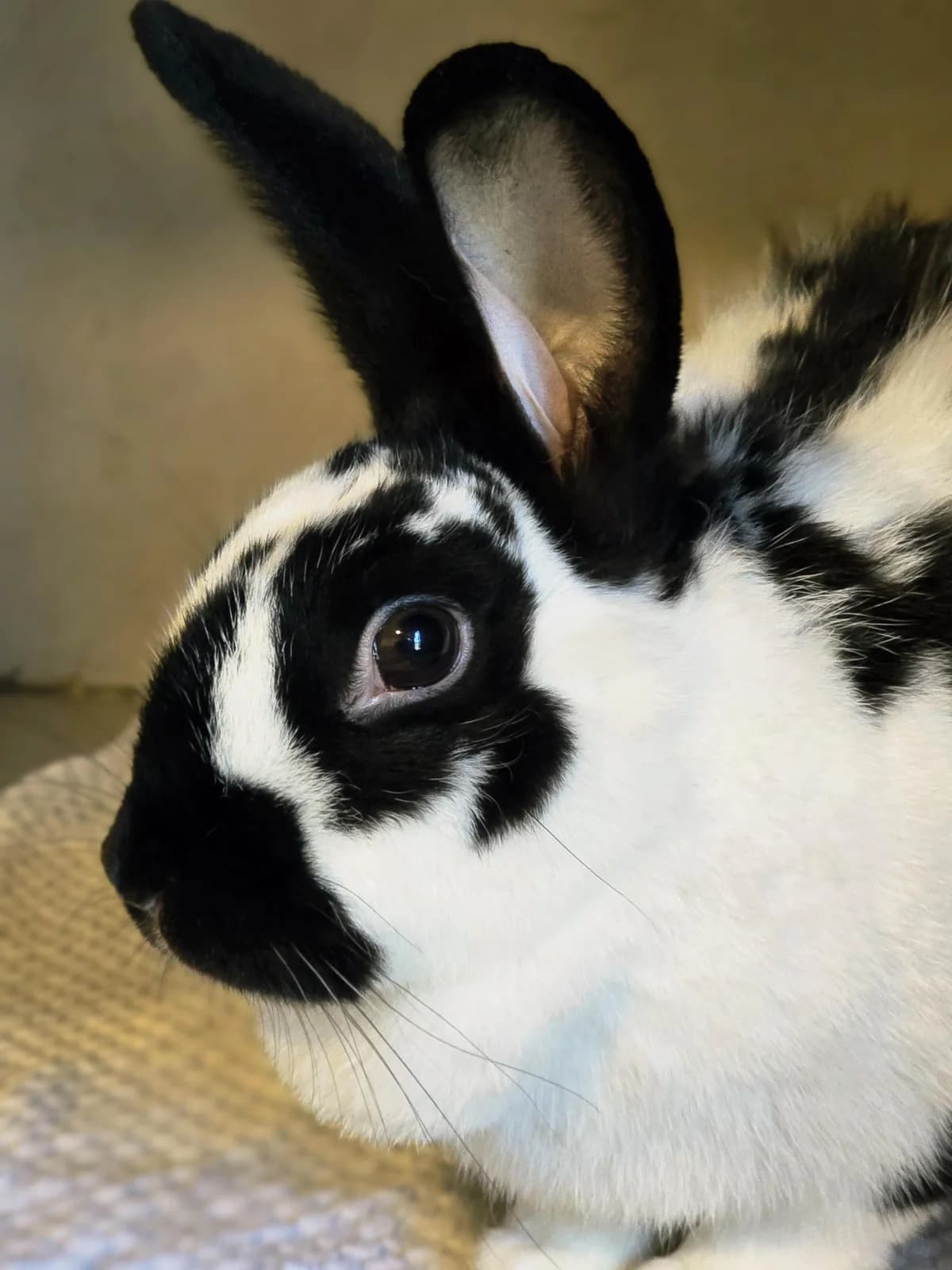 Freyafreundlich, Mixed Breed for adoption at Tierheim Werdenfels