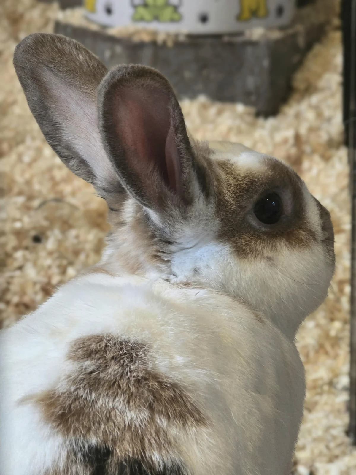 Hanni, Mixed Breed for adoption at Tierheim Werdenfels