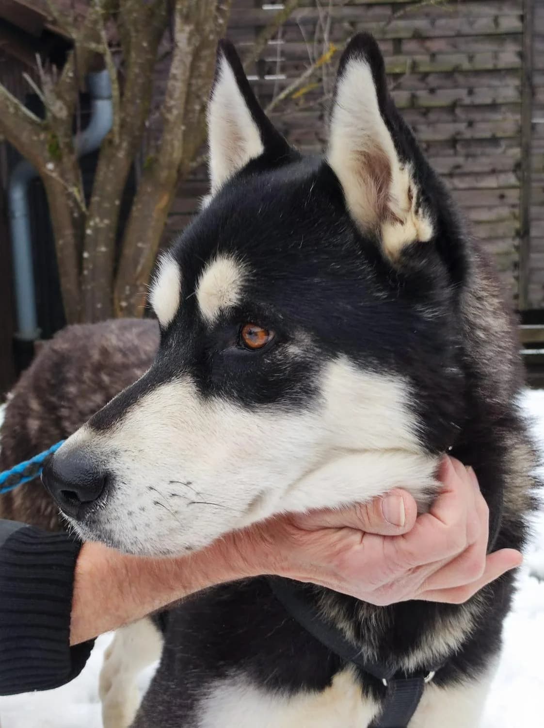 Harrytreu, Mixed Breed for adoption at Tierheim Werdenfels