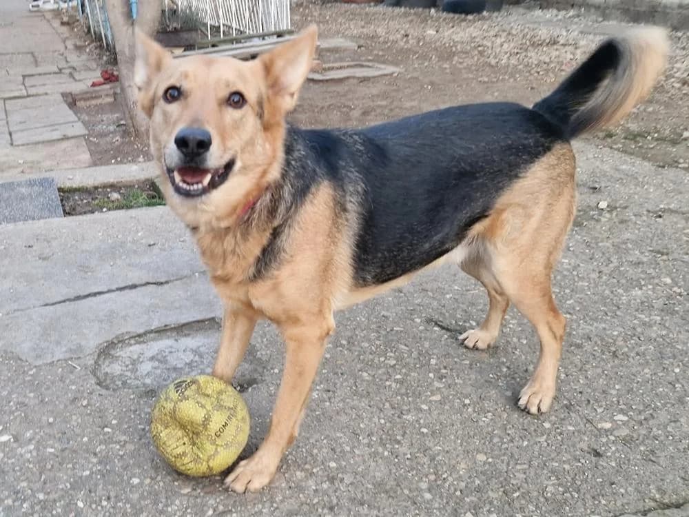 Jessegesellig, Mixed Breed for adoption at Tierheim Werdenfels