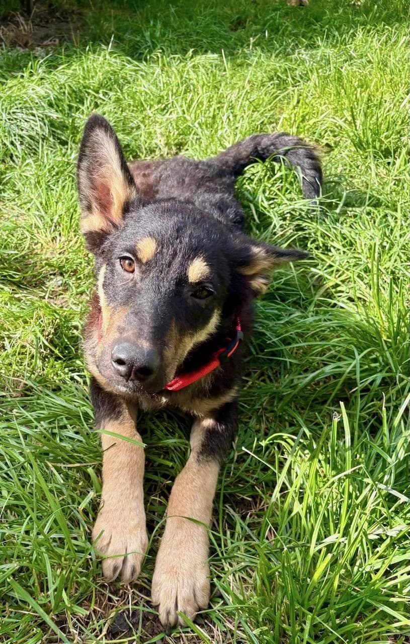 Joshisehr, Mixed Breed for adoption at Tierheim Werdenfels