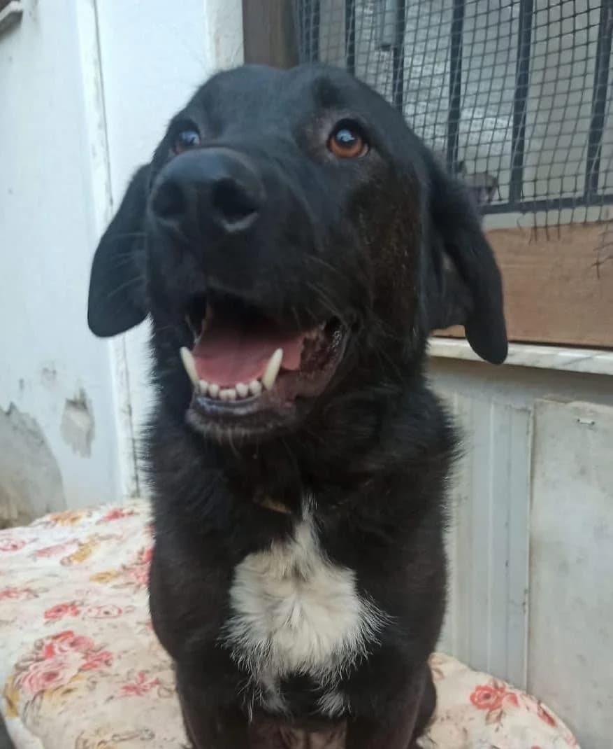 Kira, Mixed Breed for adoption at Tierheim Werdenfels