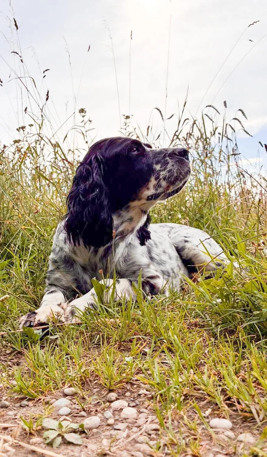 Linoentspannt, Mixed Breed for adoption at Tierheim Werdenfels