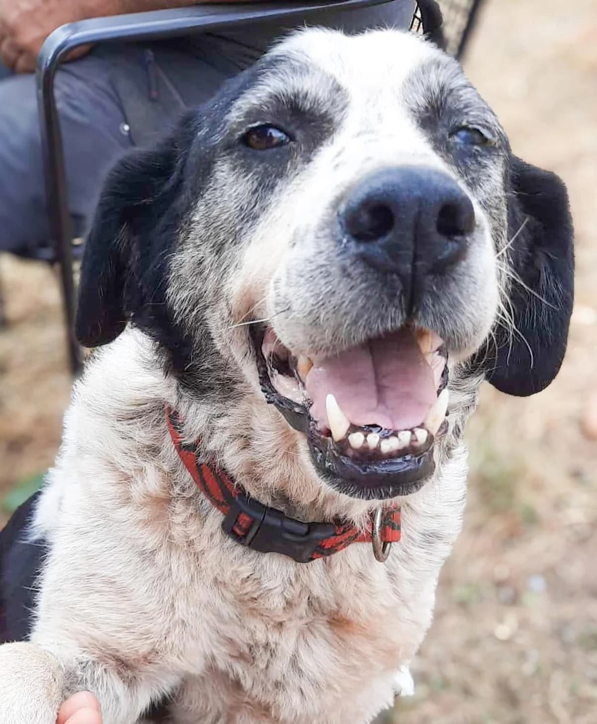 Lizzyliebevoll, Mixed Breed for adoption at Tierheim Werdenfels