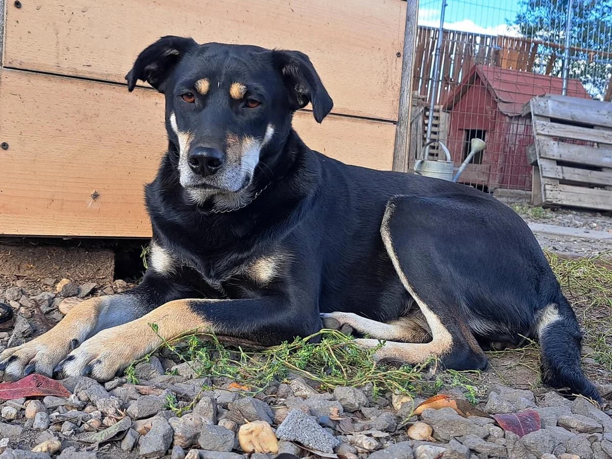 Lollyfreundlich, Mixed Breed for adoption at Tierheim Werdenfels