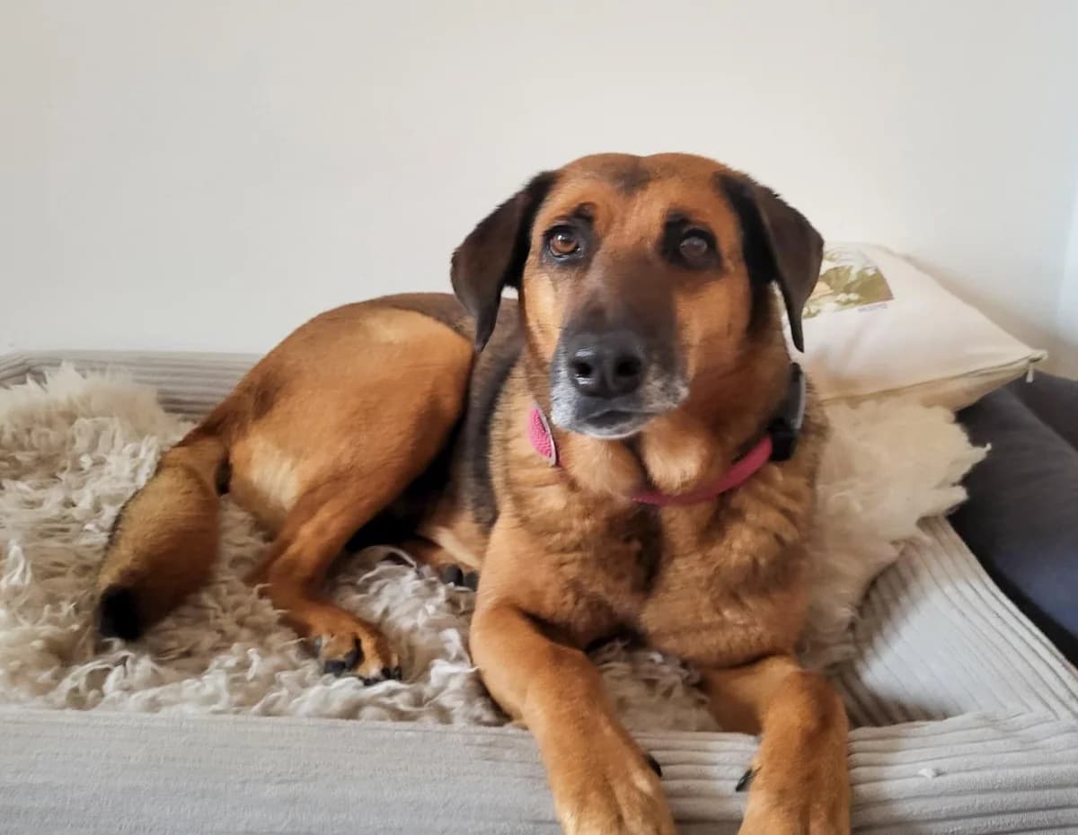 Lounalieb, Mixed Breed for adoption at Tierheim Werdenfels
