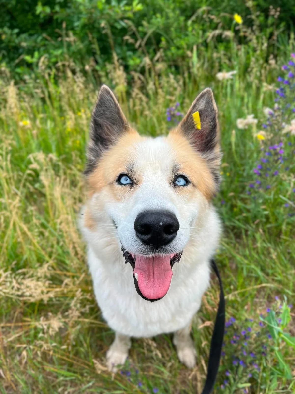 Luckysozial, Mixed Breed for adoption at Tierheim Werdenfels