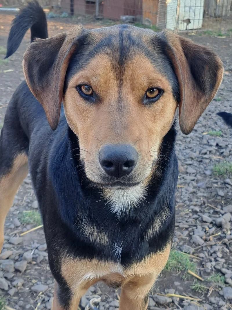 Luisfreundlich, Mixed Breed for adoption at Tierheim Werdenfels