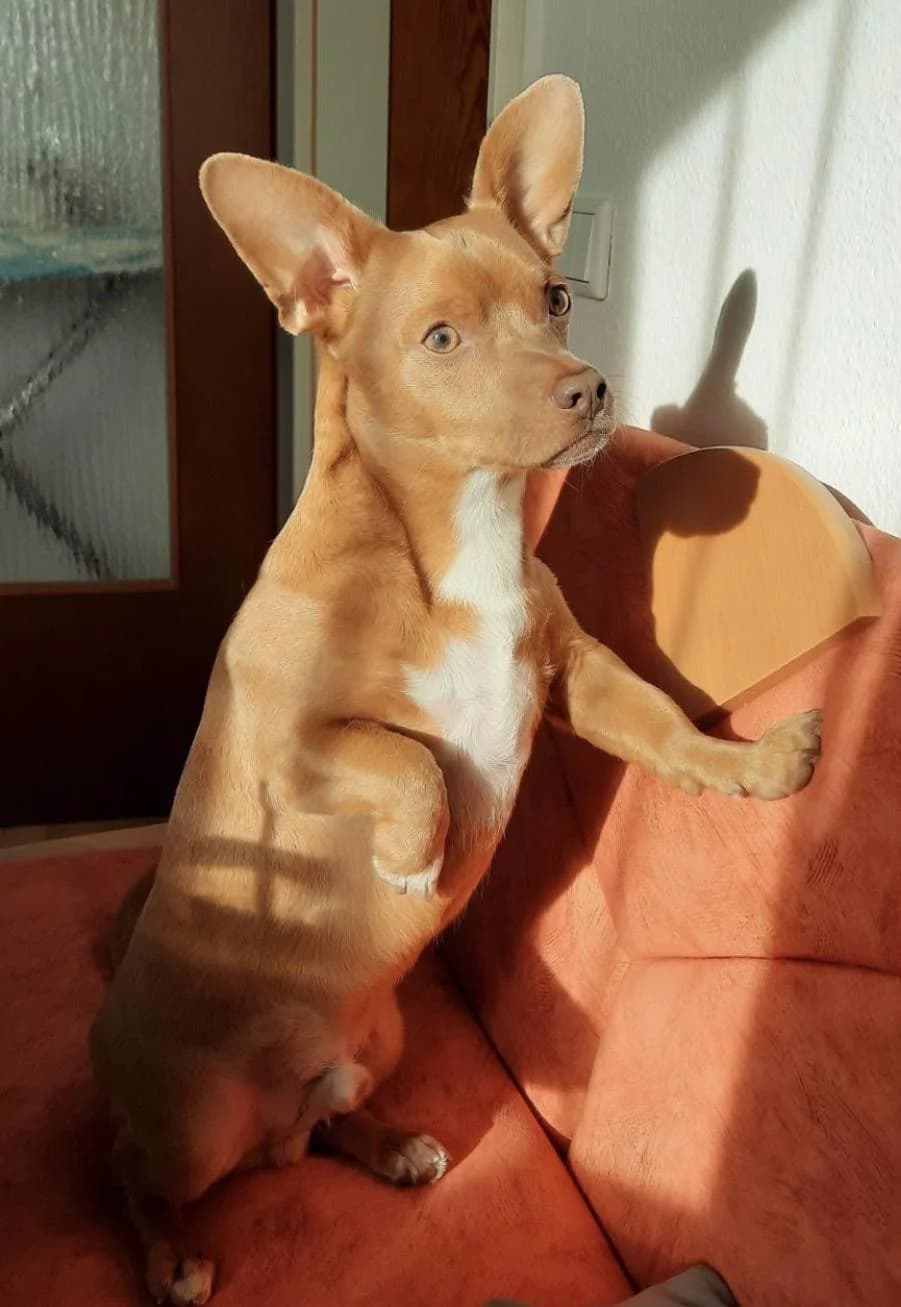Maiksensibel, Mixed Breed for adoption at Tierheim Werdenfels
