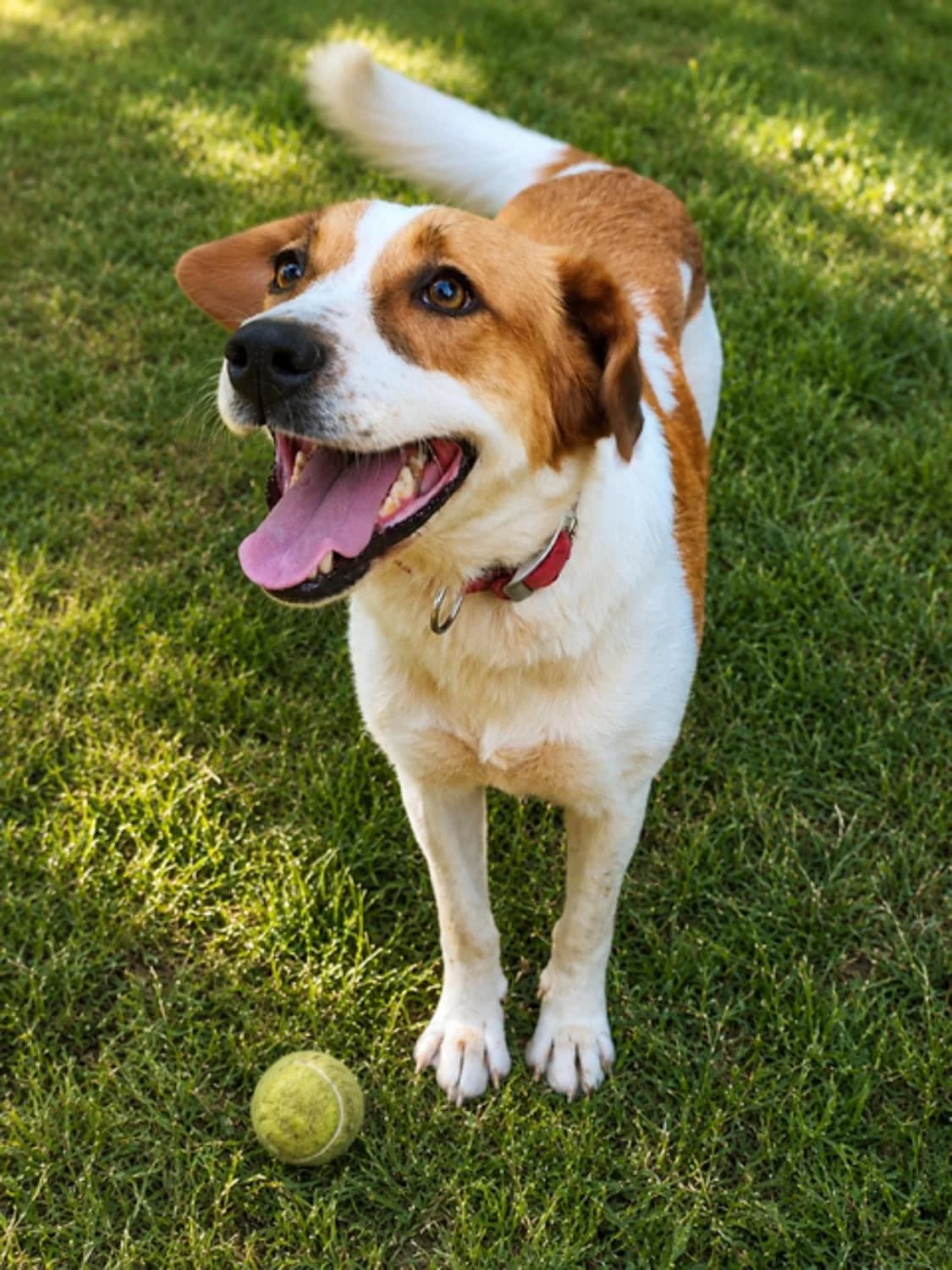 Mallousehr, Mixed Breed for adoption at Tierheim Werdenfels