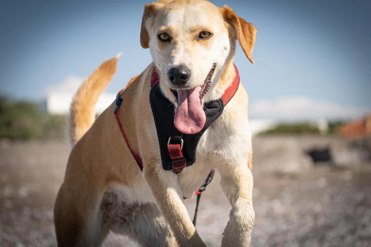 Millasehr, Mixed Breed for adoption at Tierheim Werdenfels