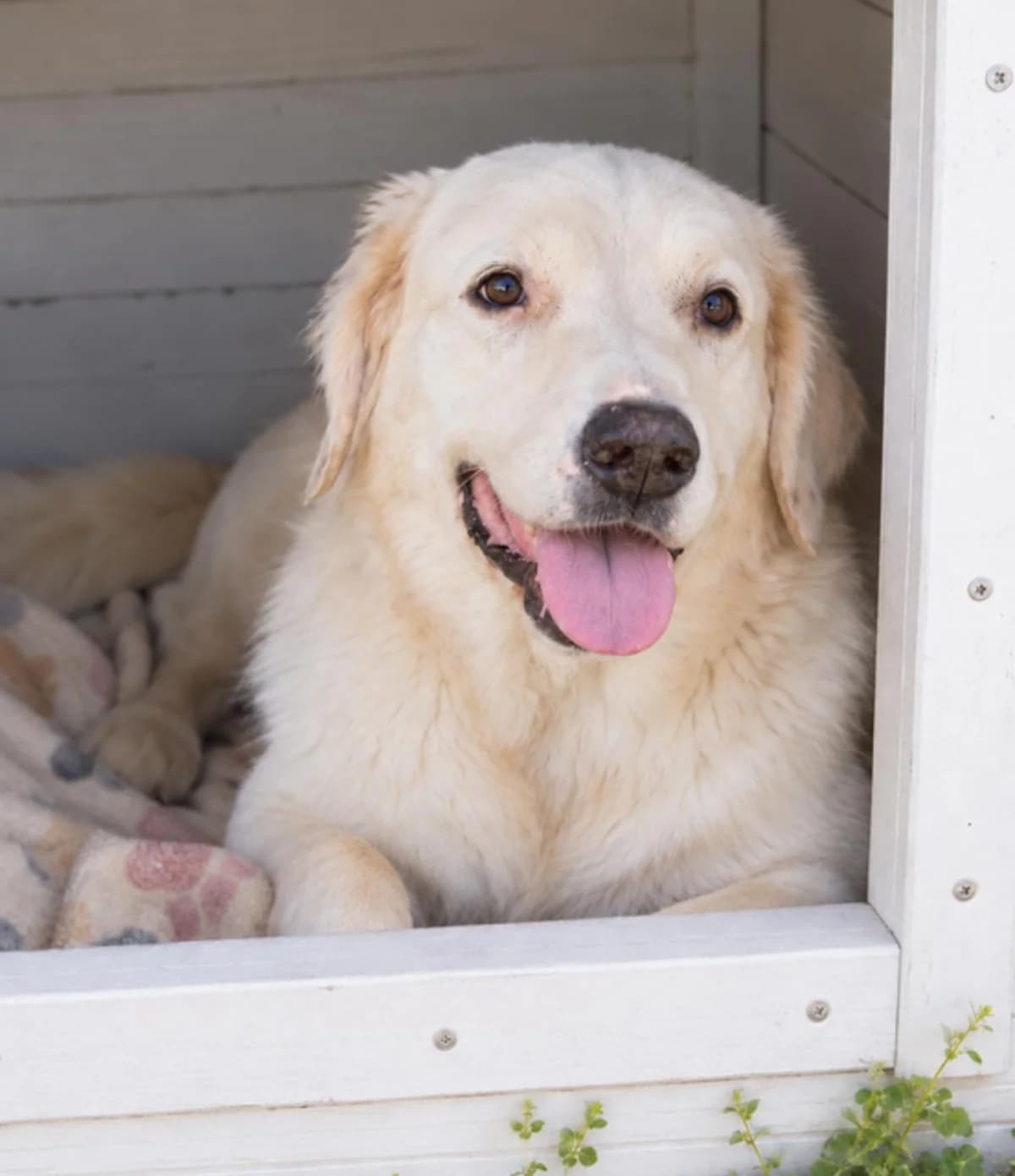 Miloruhig, Mixed Breed for adoption at Tierheim Werdenfels
