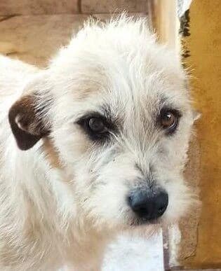 Minafreundlich, Mixed Breed for adoption at Tierheim Werdenfels
