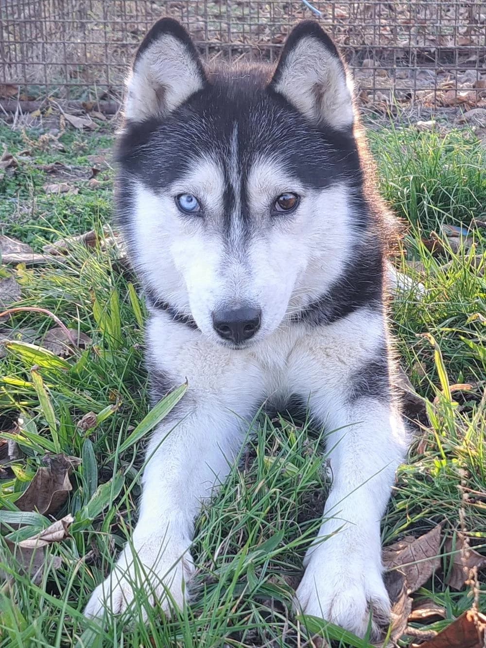 Mindyetwas, Mixed Breed for adoption at Tierheim Werdenfels