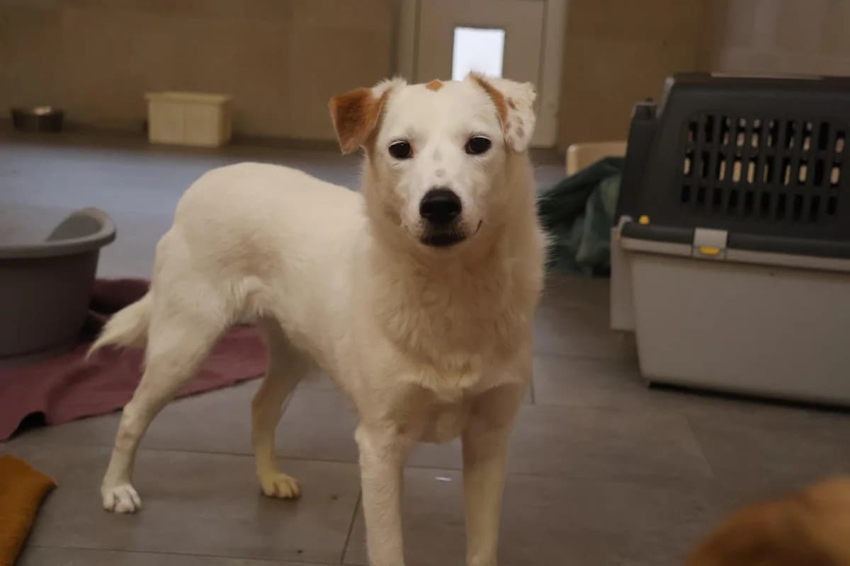 Bibisanfter, Mixed Breed for adoption at Tierheim Werdenfels