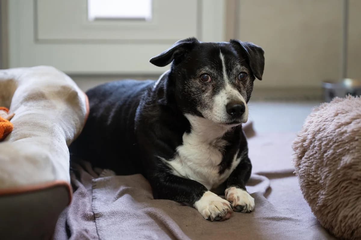 Freddy, Mixed Breed for adoption at Tierheim Werdenfels