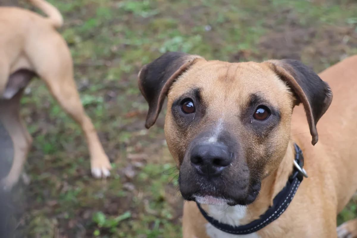 Jaroverspielter, Mixed Breed for adoption at Tierheim Werdenfels