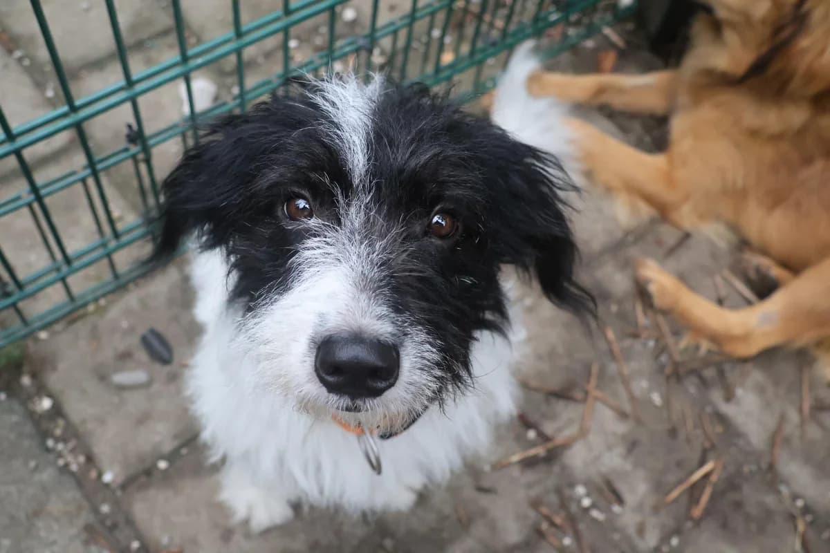 Lucky, Mixed Breed for adoption at Tierheim Werdenfels