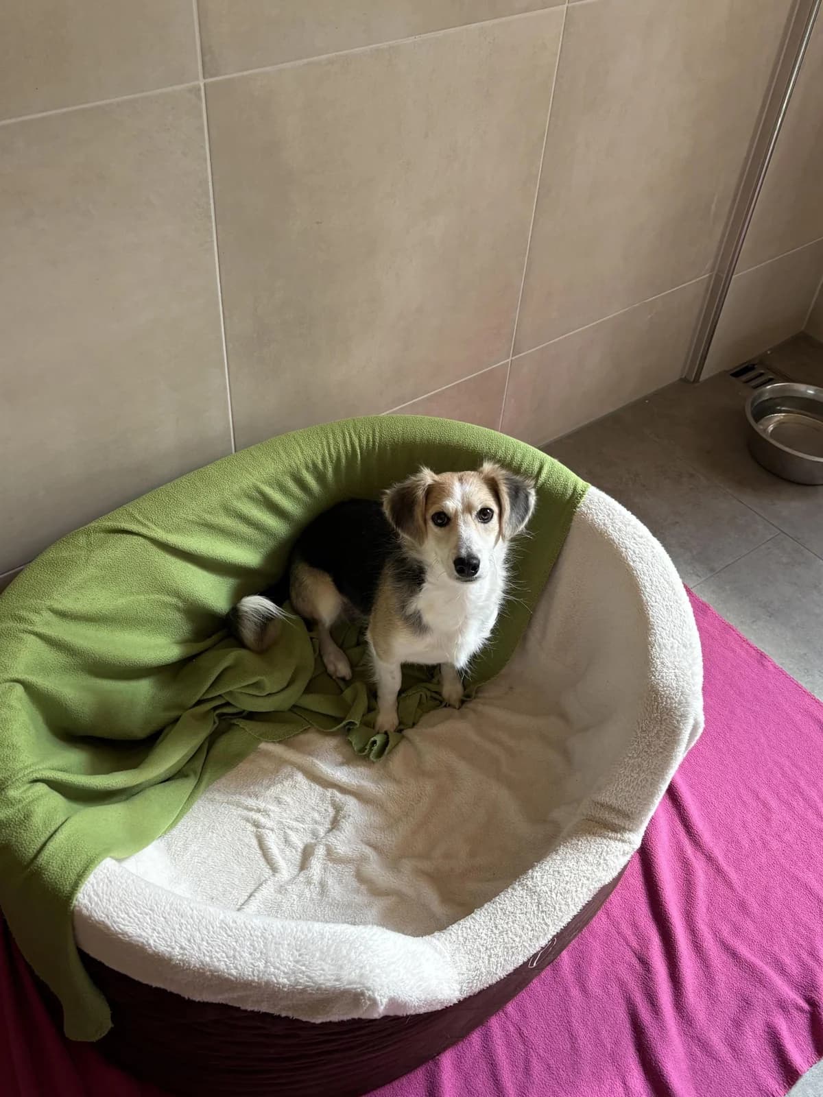 Maya, Mixed Breed for adoption at Tierheim Werdenfels