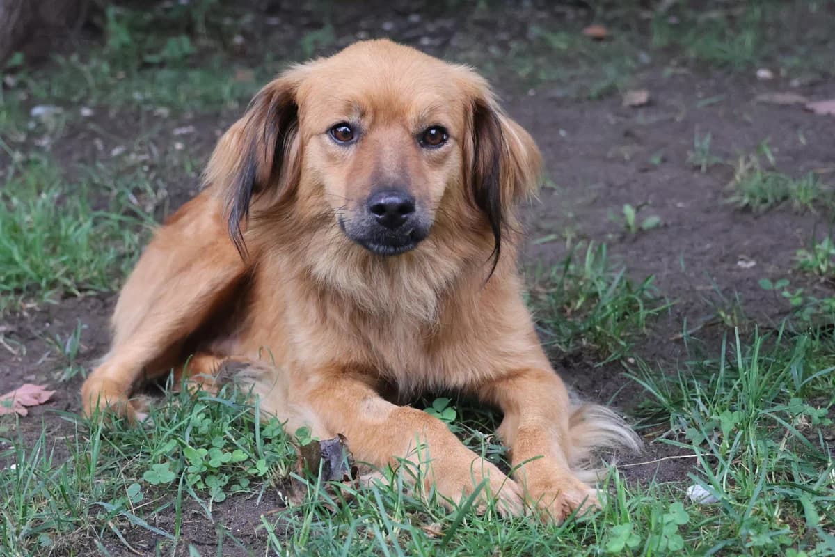 Teddy, Mixed Breed for adoption at Tierheim Werdenfels