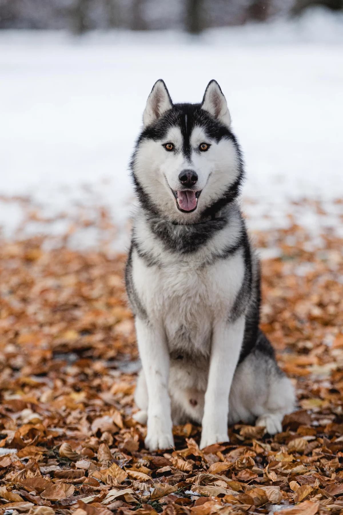 Muffinaktiv, Mixed Breed for adoption at Tierheim Werdenfels