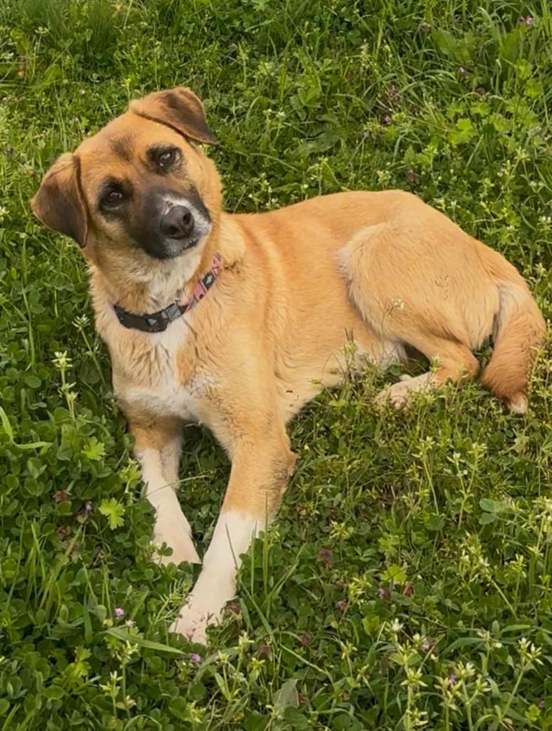 Nadjaruhig, Mixed Breed for adoption at Tierheim Werdenfels