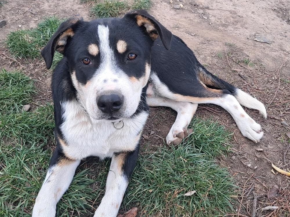 Norrisunternehmungslustig, Mixed Breed for adoption at Tierheim Werdenfels