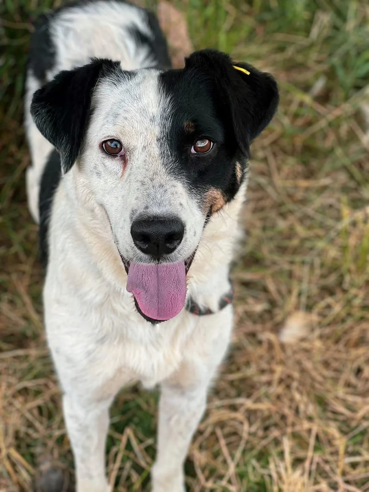 Orlandosanft, Mixed Breed for adoption at Tierheim Werdenfels