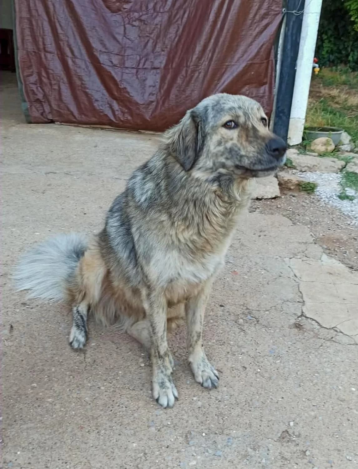 Peggysehr, Mixed Breed for adoption at Tierheim Werdenfels