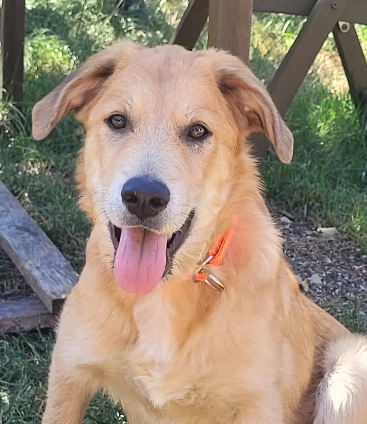 Poldi, Mixed Breed for adoption at Tierheim Werdenfels
