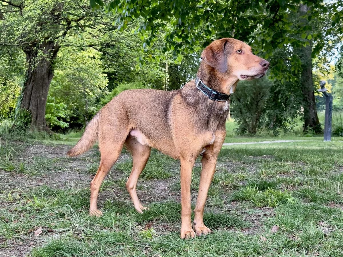 Poldifröhlich, Mixed Breed for adoption at Tierheim Werdenfels